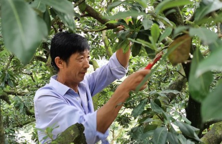 浙江宁波鄞州区金万祥：起早贪黑开荒山 荒山变成“花果山”