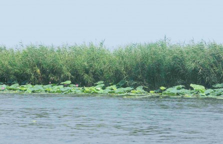 科技名词 | 湿地生物多样性