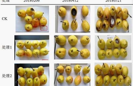 3、成果名称：梨贮运品质质量控制关键技术