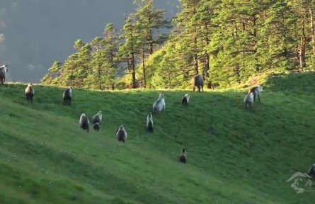 四川唐家河国家级自然保护区：熊猫家园 生物宝库