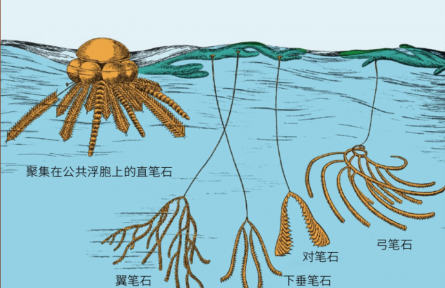 科普知识 | 这种动物爱“涂鸦”，还能发现大油田？