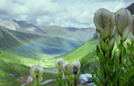 世界野生动植物日 | 关注旗舰物种保护 推进美丽中国建设