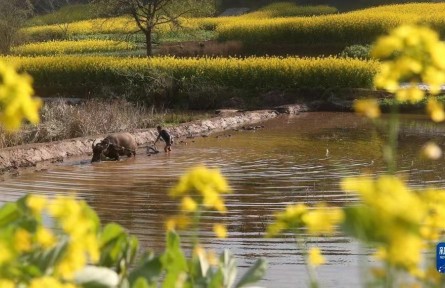 新农村田园景色：耕种在希望的田野上