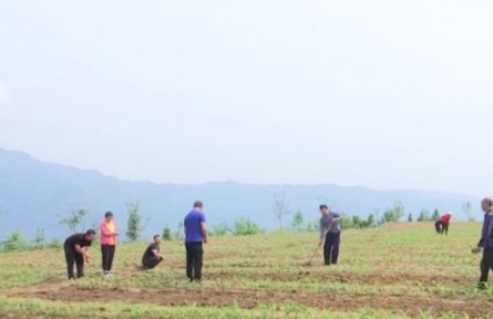 重庆 湖北 福建等地进入夏管夏收大忙时节 加强田间管理 为全年增产丰收打好基础