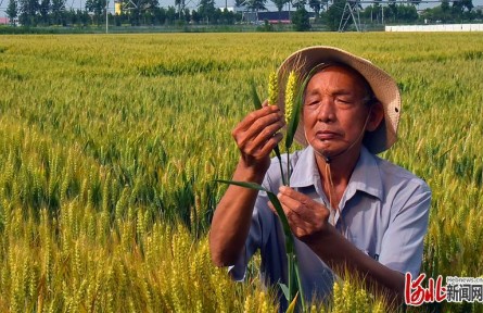 小麦专家郭进考：把小麦“金种子”牢牢攥在中国人手中