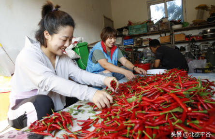 北京平谷：水峪辣椒喜获丰收