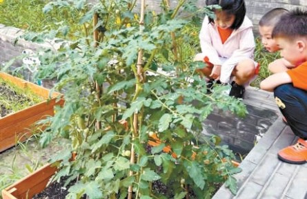 菜地里算 琴声中长 劳动中学 北京中小学新开的课真挺有意思