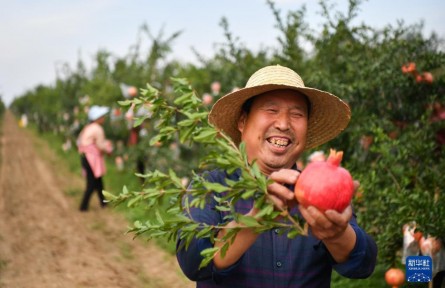 陕西临潼：传统石榴产区焕发新活力