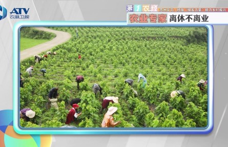 贵州毕节：释放“银发力量” 助力乡村振兴