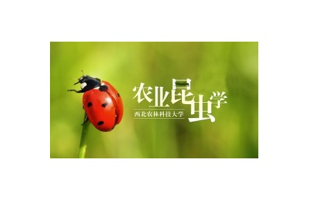 《农业昆虫学》系列讲座（视频，共22讲）