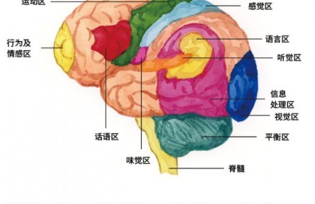 科普 | 大脑中的热力学