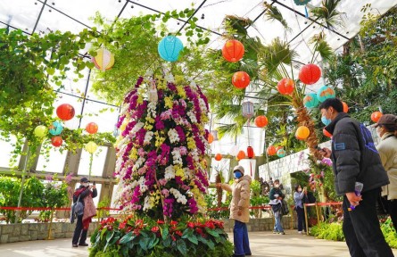 万株兰花庆佳节！国家植物园“元宵兰花展”亮相