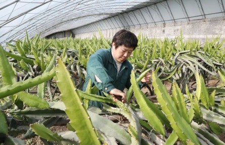 南果北种结硕果，北京顺义市民吃上本土火龙果