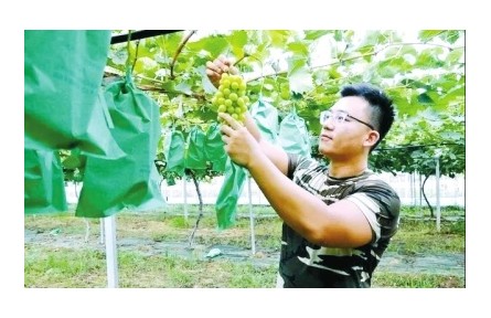 “粮财神”“鸽子大王”“女状元”……走近河南农业榜样人物