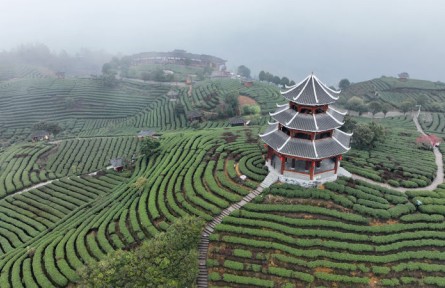 广西三江：茶园云雾缥缈 春茶初露嫩芽