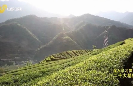 山东邹城：马兰山村种茶记