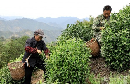 安徽歙县：滴水香助力乡村振兴