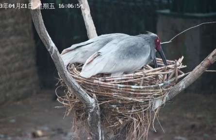 从陕西到山东，生活在黄河三角洲的朱鹮还好吗？