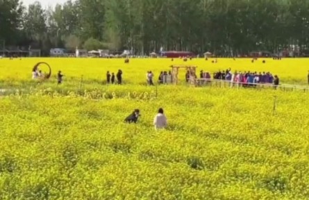 北京近郊面积最大，丰台怪村200亩油菜花海绽放