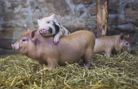 科技名词 | 动物营养学  animal nutrition