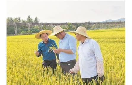 40年南北迁徙，育种人无问西东——记江苏里下河地区农业科学研究所水稻育种团队