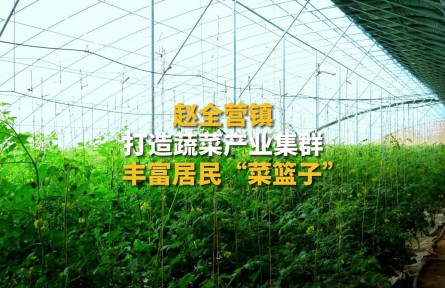 北京顺义赵全营镇打造蔬菜产业集群 丰富居民“菜篮子”