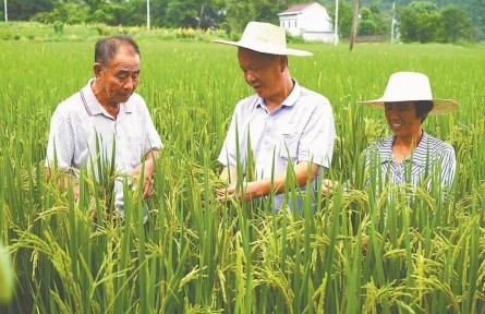 安徽：“虫口夺粮” 打好秋粮保卫战