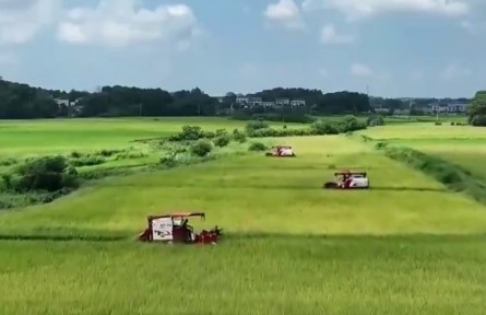 湖南：金秋水稻收割忙 风吹稻浪好“丰”景