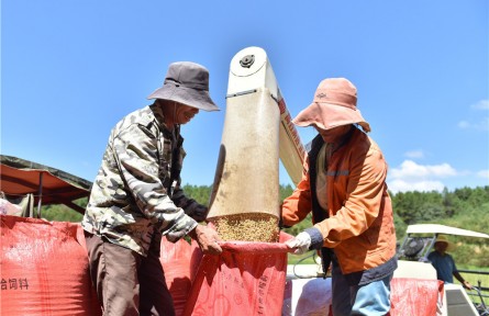 江西抚州黎川：高标准农田“丰”景美