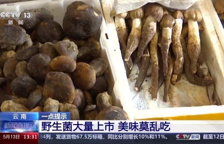 野生菌上市 尝鲜需谨慎！注意“四不吃”