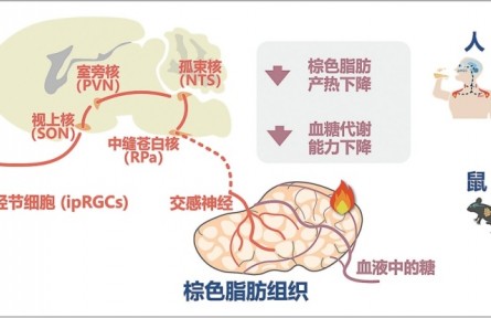 光如何调控人体葡萄糖代谢