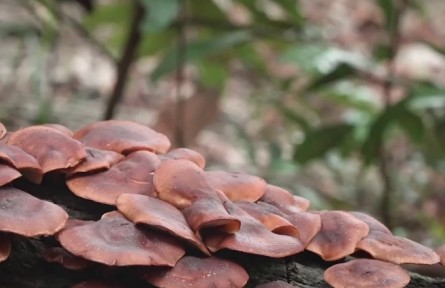 庆元香菇：林菇共育下的文化交融