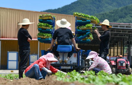 陕西太白 这里的高山蔬菜“高”在哪？