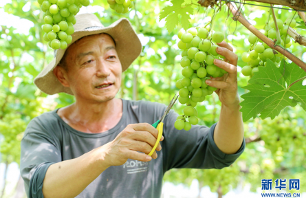 山东即墨：设施农业赋能乡村振兴