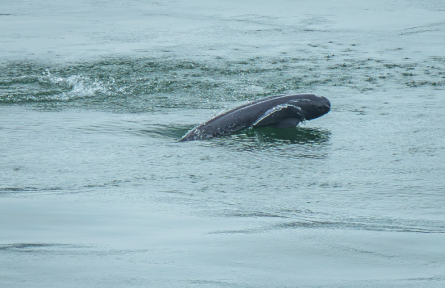 长江流域水生生物资源 aquatic biological resources in Yangtze River Basin