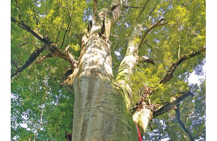 葱葱红豆树 绵绵守护情——四川雅安村民接续保护红豆古树