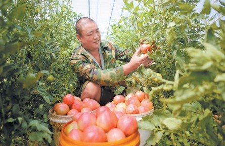 日供京津果蔬1900吨，形成规模化生产格局 饶阳蔬菜搭上“净菜进京”直通车