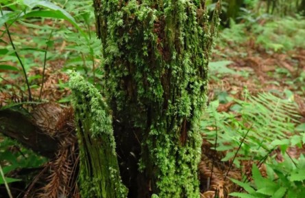 物种故事|苔藓植物：森林中的“调音师”