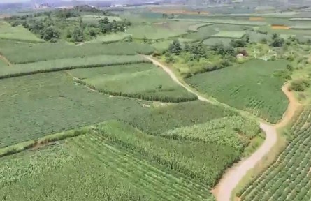 云南各地水果丰收 香飘乡村大地