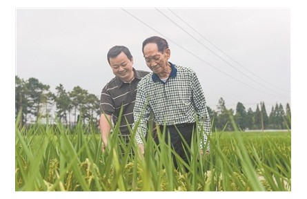 很想和他再道一声“教师节快乐”——回忆我的带培导师、中国工程院院士袁隆平