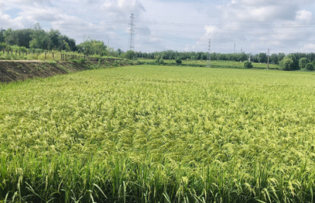 农村地区不断发掘水稻独特观赏性 北京朝阳十八里店彩色水稻种出美丽“帆船”