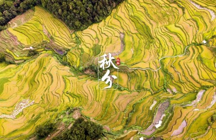 文脉·秋分|金黄梯田迎稻浪，侗寨古村喜晒秋