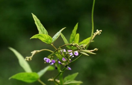 物种故事|野大豆：生如草芥 视若珍宝