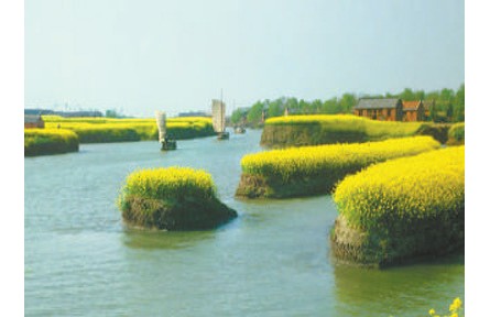 水上“长”旱田 田间“种”风景