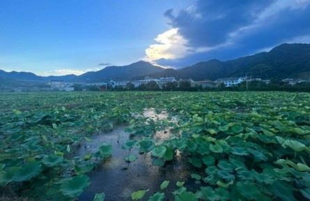 浙江台州：发展立体种养高效农业