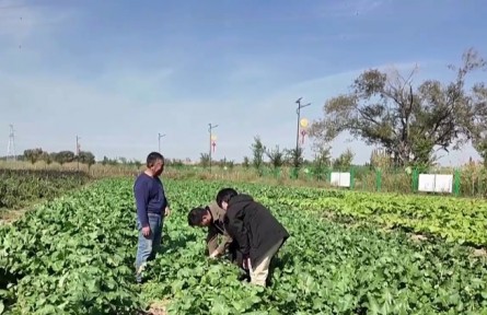 特聘农技员实现新疆兵团连队全覆盖