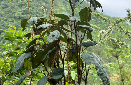 贵州发现树木新物种“荔波野桐”