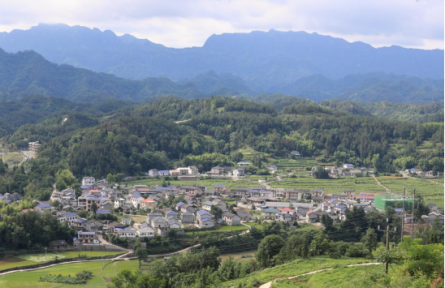 莓茶出深山 铺就致富路