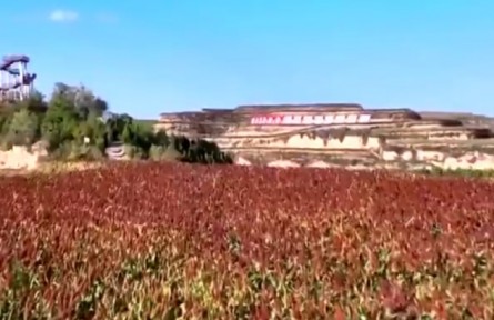 山西：旱地换良种 山区“吨粮田”不是梦