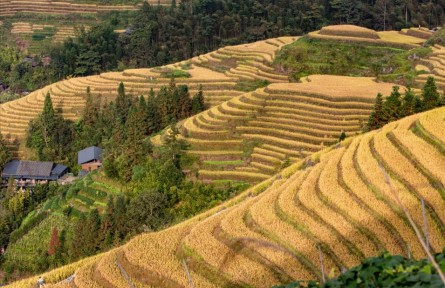 广西龙胜：守护千年梯田 “种”出醉人美景